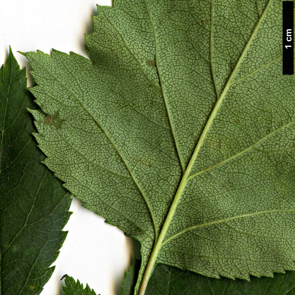 High resolution image: Family: Rosaceae - Genus: Crataegus - Taxon: pruinosa - SpeciesSub: var. dissona High resolution image: Family: Rosaceae - Genus: Crataegus - Taxon: pruinosa - SpeciesSub: var. dissona